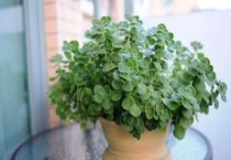 碰碰香寿命是几年