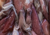 章鱼、鱿鱼、墨鱼是鱼吗 有哪些区别？