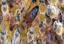 蜂王婚飞前征兆有哪些 附蜂王婚飞具体过程