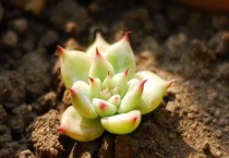 多肉植物受伤怎么多久？