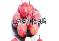 山楂核能种出来吗？