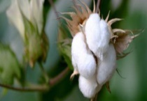 棉花什么时候进入中国？棉花传入我国的途径有哪些？