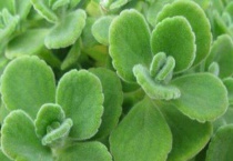 碰碰香几年能开花