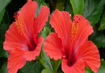 扶桑花掉花苞怎么办 附原因及解决办法