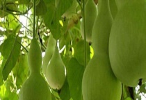 葫芦能生吃吗 葫芦的吃法