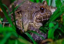 石冻是不是保护动物 石冻有没有寄生虫