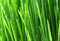 气体肥料有哪些？