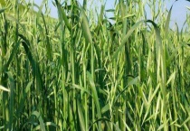 燕麦产地在什么地方 附燕麦的产地环境