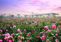 阿斯匹林哪些花不能用