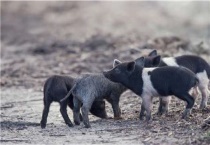 仔猪拉灰色稀粪便是什么原因？