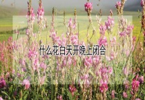 什么花白天开晚上闭合