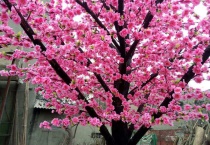 家里能栽桃树吗？