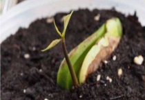 芒果种子种出来了能结芒果吗？