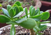 燕子掌为什么不开花