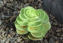 金钱木黄叶掉叶怎么办？