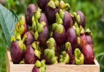 山竹产地在哪里 附中国的山竹产地分布