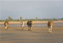 肉牛有哪些优良品种