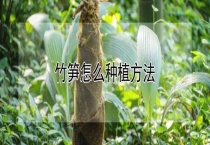 竹笋怎么种植多久？