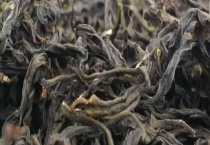 锯朵仔是什么茶 锯朵仔的加工工序有哪些？
