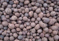 陶粒适合养什么花