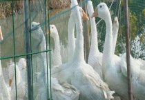 大三花鹅有什么特点 价格怎么样