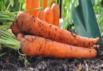 胡萝卜汁能不能生吃 该怎样榨汁