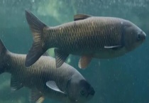 温水鱼的品种有哪些 日常食用鱼的种类有哪些？