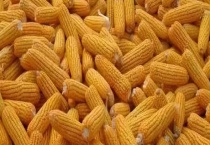 80斤浓缩料需要多少玉米 附浓缩料的使用