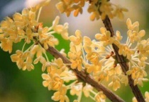 月桂花和桂花的区别？