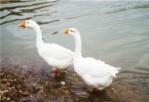 鹅绒毛拔不干净怎么办？