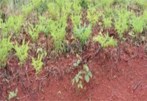 魔芋出苗后施什么肥