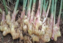 姜的主要品种有哪些 附姜的生长习性