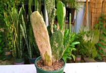 仙人掌干瘪了还有救吗？