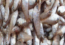 梅童鱼和小黄鱼的区别？ 附新鲜鱼的挑选多久？