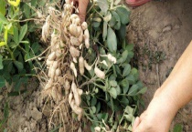 花生用的农药有哪些 使用农药有哪些要点