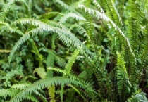 蜈蚣草直接扔水里行么