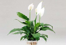 一帆风顺花冻了还能活吗？