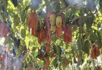 新疆可以种猕猴桃吗 附其种植技术要点