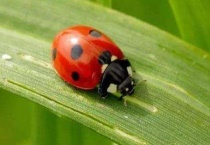 花大姐是益虫还是害虫