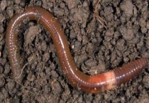 野生蚯蚓怎么抓