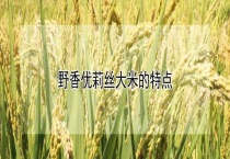 野香优莉丝大米的特点