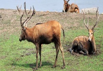 四不像指的是哪一种动物 附四不像的身世与历史