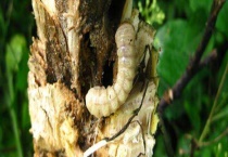 天牛幼虫防治多久？