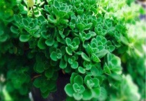 抹香花叫什么？