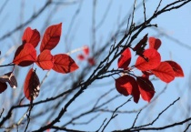 叶片呈红色的原因？