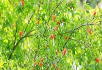 石榴树桩无根能活吗？