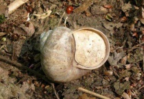 蜗牛在哪里冬眠