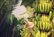 香蕉树是一年一种吗？