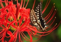 彼岸花有毒吗能碰吗？