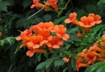 凌霄花老桩能发芽吗？